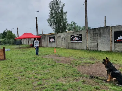 Szkolenie psów - CITYDOG - Profesjonalna tresura psów